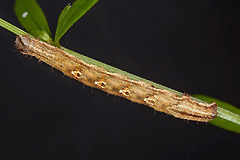 E. rivata