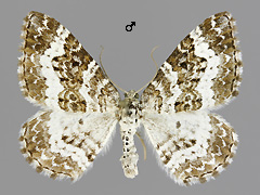 E. tartuensis