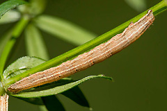 E. tartuensis