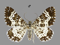 E. tristata