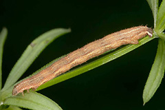E. tristata