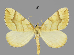 E. mellinata