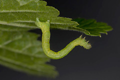 E. mellinata