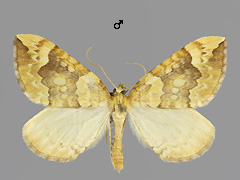 E. populata