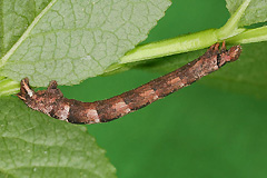 E. populata