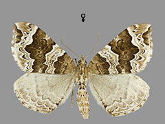 E. prunata