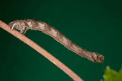 E. prunata