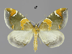 E. pyropata