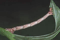 E. pyropata