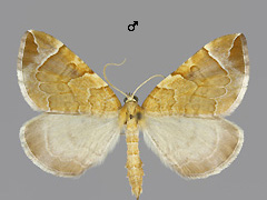E. testata