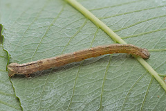 E. testata