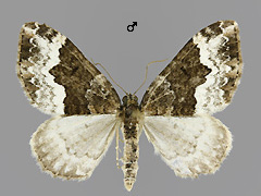 E. biangulata