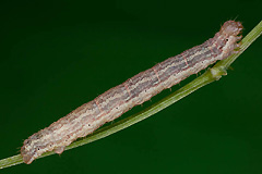 E. biangulata