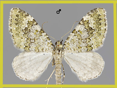 E. frustata