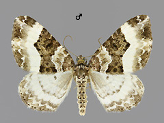 E. unangulata