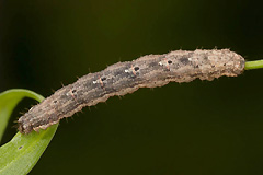 E. unangulata