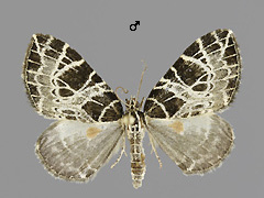 E. reticulatum