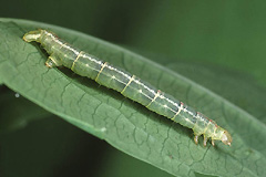 E. reticulatum
