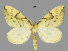 G. pyraliata