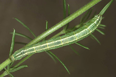 G. pyraliata