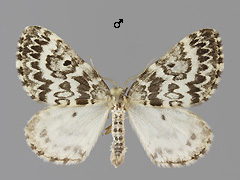H. serraria