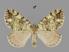 H. furcata