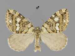 H. furcata