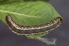 H. furcata