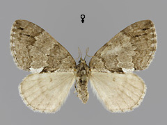 H. impluviata