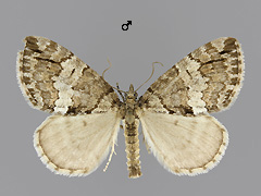 H. impluviata