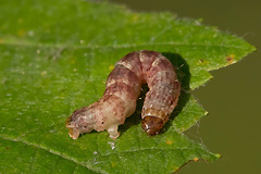 H. impluviata