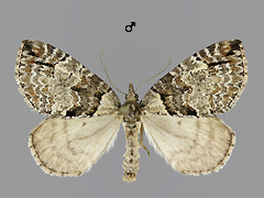 H. ruberata