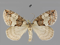 H. ruberata