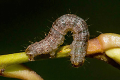 H. ruberata