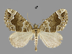 L. otregiata