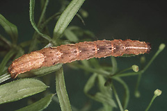 L. otregiata