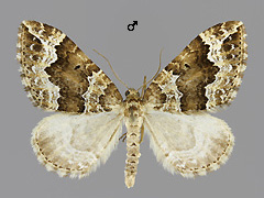 L. suffumata