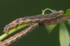 L. suffumata