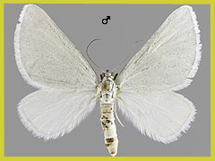 L. farinata