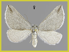 L. griseata