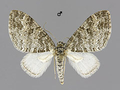 L. halterata