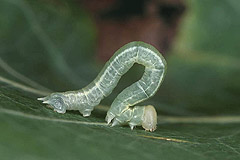 L. halterata