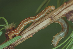M. regelaria