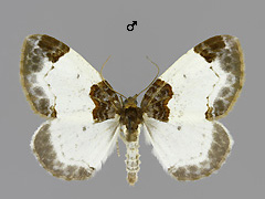 M. albicillata