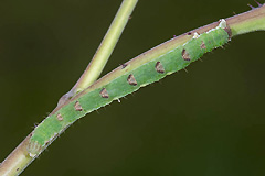 M. albicillata