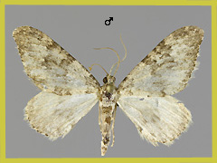 N. achromaria
