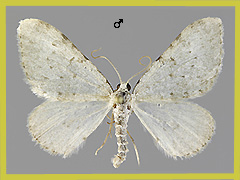N. nebulata