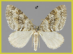 N. sertata