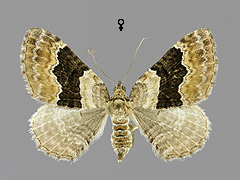X. quadrifasiata