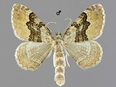 X. quadrifasiata
